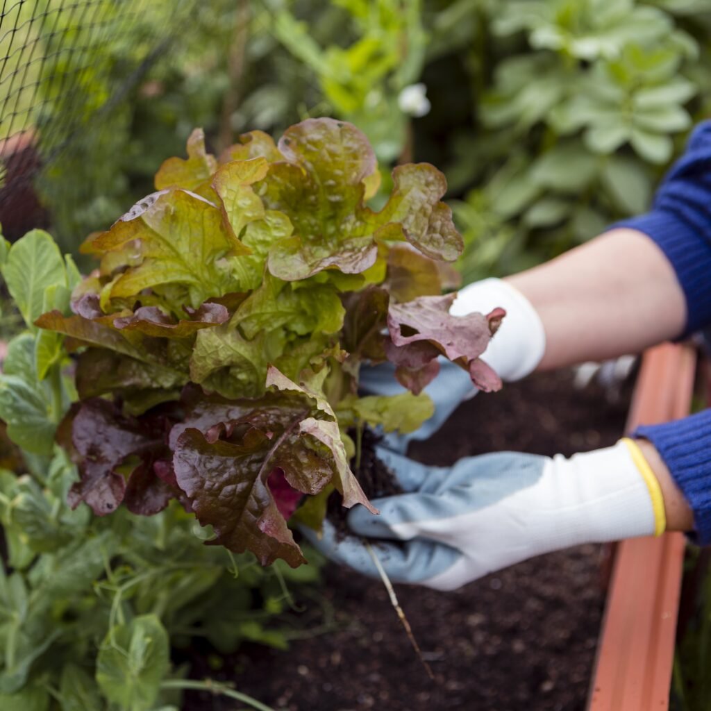 Top 5 Low-Maintenance Plants for Busy Gardeners